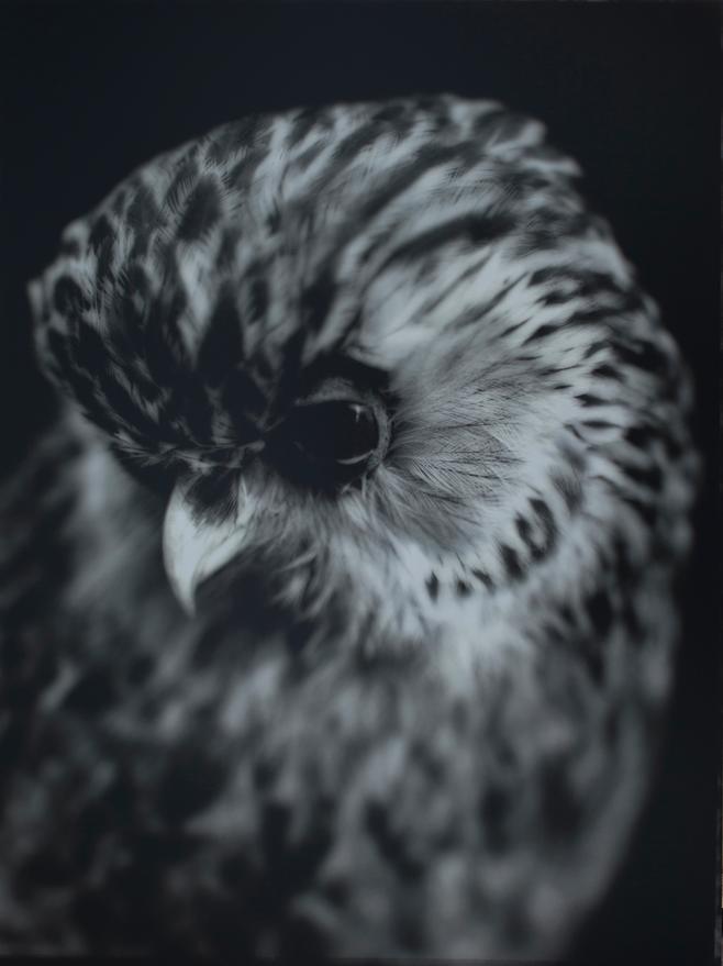 Fiona Pardington-contemporary art-Whekau Laughing Owl
