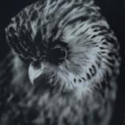 Fiona Pardington